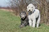 BEDLINGTON TERRIER 210
